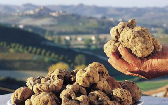 Truffle hunting and steamy Acqui Terme
