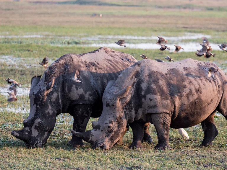 Luxury Botswana Experiences by Art In Voyage