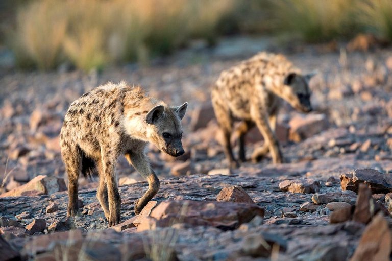 Biking Namibia, By Art In Voyage