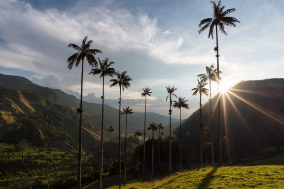 Coffee and Jungle scenery