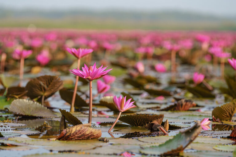Red Lotus Lake, Thailand, By Art In Voyage