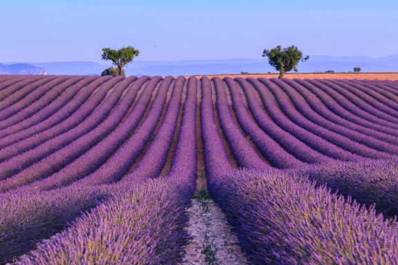 Boating and Lavender fields