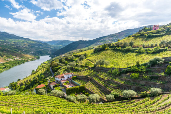 Wines and a private Douro River cruise