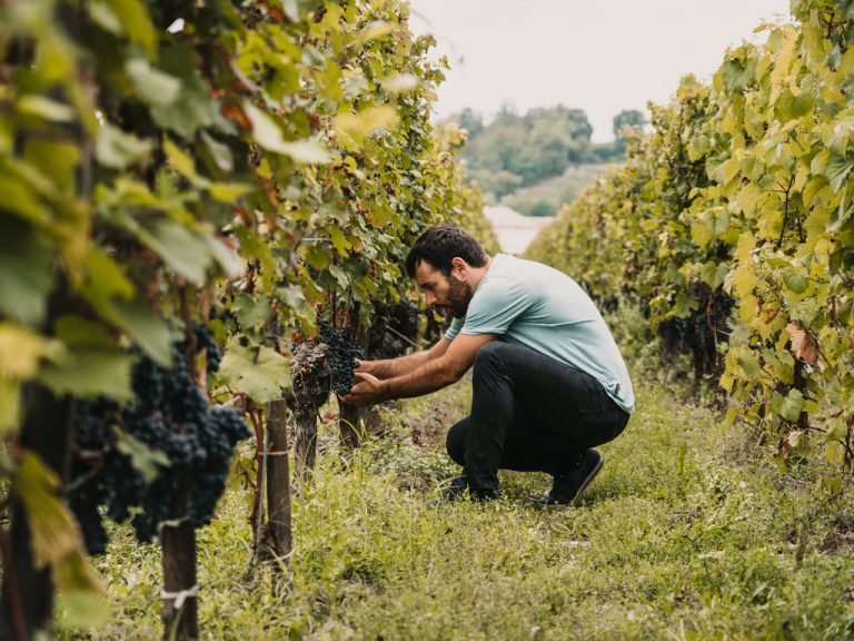 The Wine Fairy Experience, by Art In Voyage