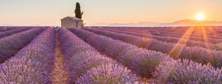 A Taste Of Provence