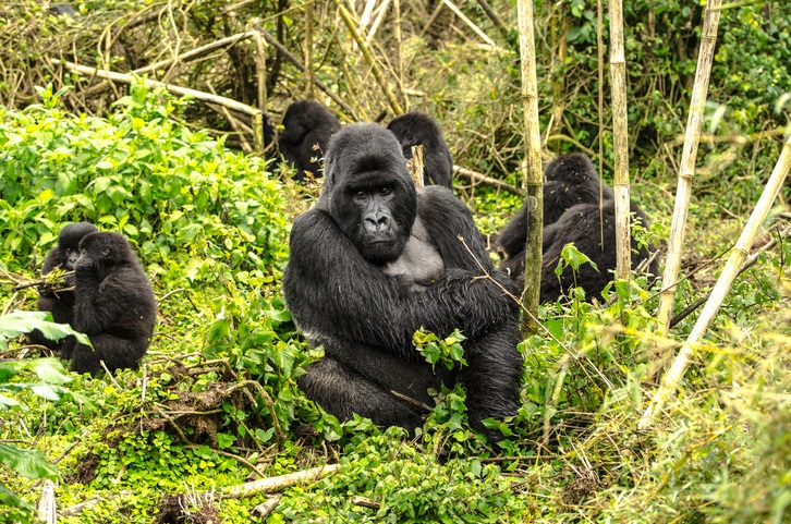 exclusive wildlife photography safari by Art In Voyage