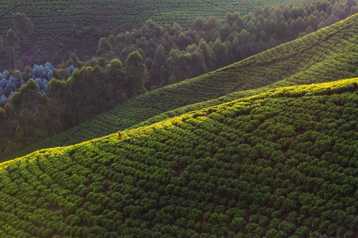 luxury cultural safari Rwanda and gorilla trekking by Art In Voyage