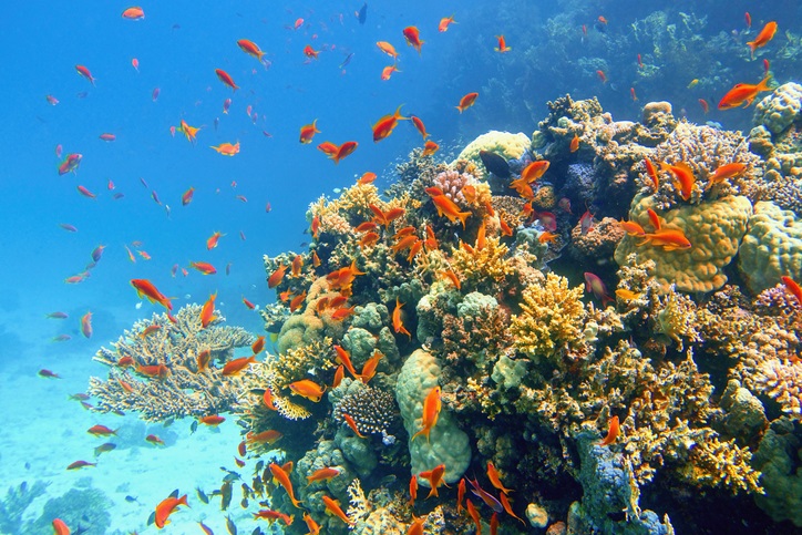 The Seychelles, by Art In Voyage