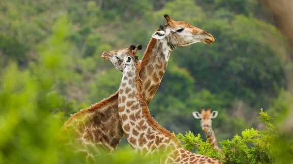 The African Safari Continues